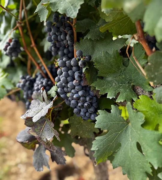La ruta del vino de Guanajuato: viñedos a minutos de San Miguel